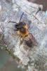 Andrena fulva